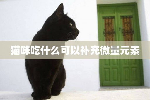 貓咪吃什么可以補充微量元素