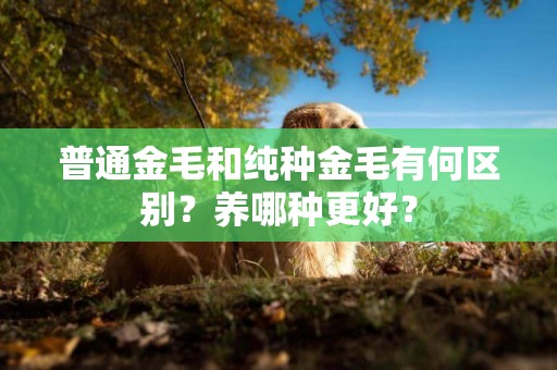 普通金毛和純種金毛有何區別？養哪種更好？