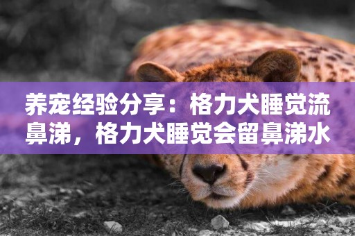 養寵經驗分享：格力犬睡覺流鼻涕，格力犬睡覺會留鼻涕水