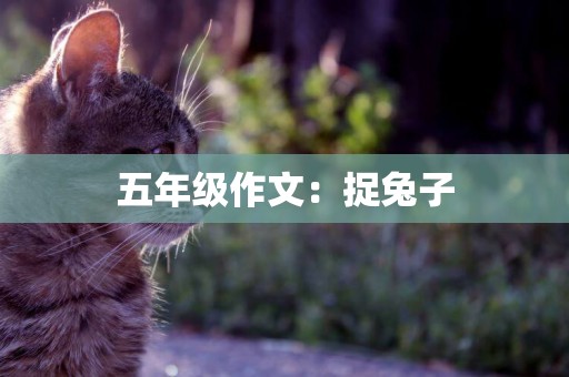 五年級作文：捉兔子