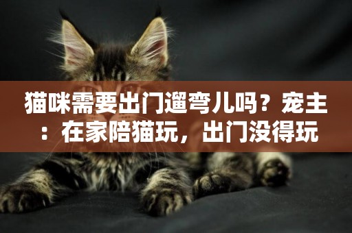 貓咪需要出門遛彎兒嗎？寵主：在家陪貓玩，出門沒得玩
