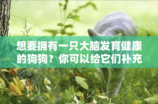 想要擁有一只大腦發育健康的狗狗？你可以給它們補充這些元素