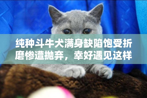 純種斗牛犬滿身缺陷飽受折磨慘遭拋棄，幸好遇見這樣有愛的人