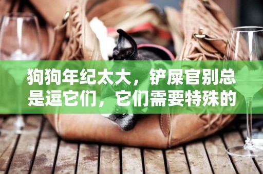 狗狗年紀太大，鏟屎官別總是逗它們，它們需要特殊的照顧