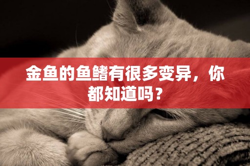 金魚的魚鰭有很多變異，你都知道嗎？