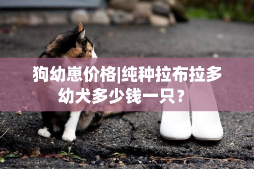 狗幼崽價格|純種拉布拉多幼犬多少錢一只？ 