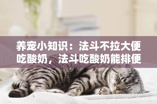 養寵小知識：法斗不拉大便吃酸奶，法斗吃酸奶能排便嗎