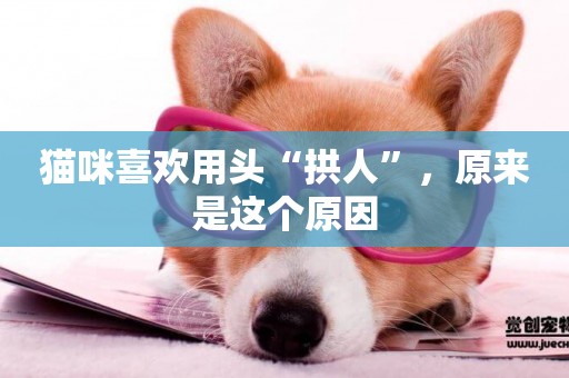 貓咪喜歡用頭“拱人”，原來是這個原因