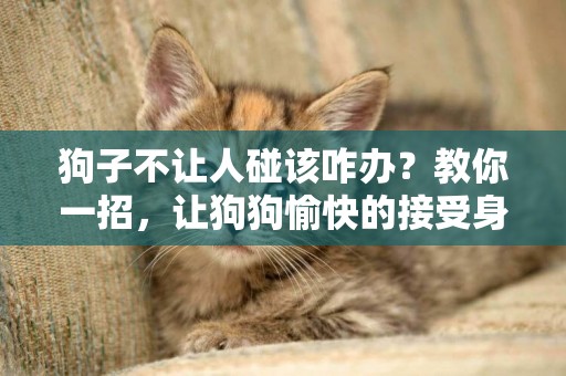 狗子不讓人碰該咋辦？教你一招，讓狗狗愉快的接受身體檢查