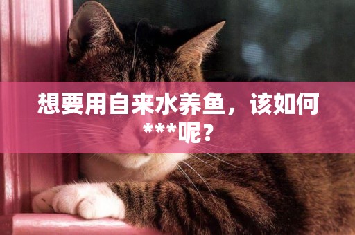 想要用自來水養魚，該如何***呢？
