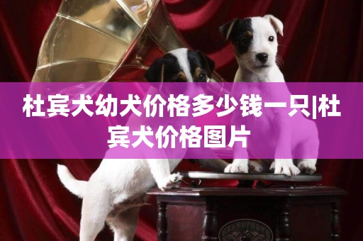 杜賓犬幼犬價格多少錢一只|杜賓犬價格圖片 