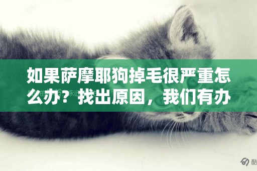 如果薩摩耶狗掉毛很嚴重怎么辦？找出原因，我們有辦法***