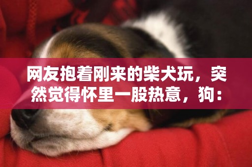 網友抱著剛來的柴犬玩，突然覺得懷里一股熱意，狗：真抱歉