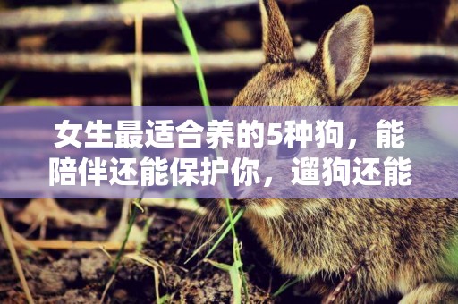 女生最適合養的5種狗，能陪伴還能保護你，遛狗還能提高回頭率！