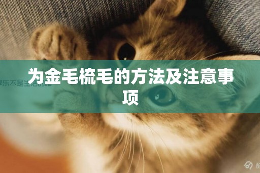 為金毛梳毛的方法及注意事項