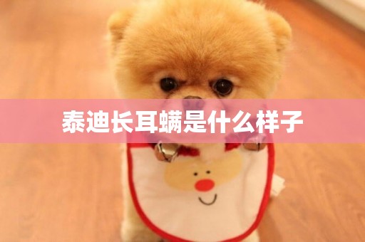 泰迪長耳螨是什么樣子