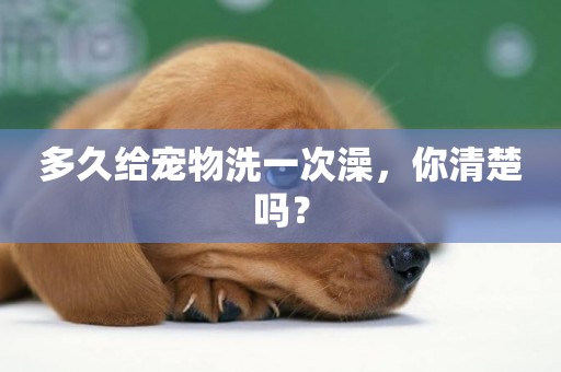 多久給寵物洗一次澡，你清楚嗎？