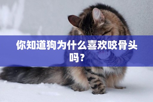 你知道狗為什么喜歡咬骨頭嗎？