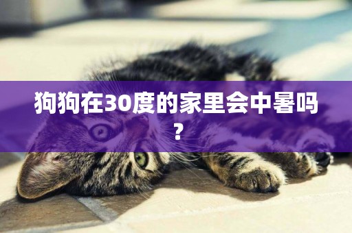 狗狗在30度的家里會中暑嗎？