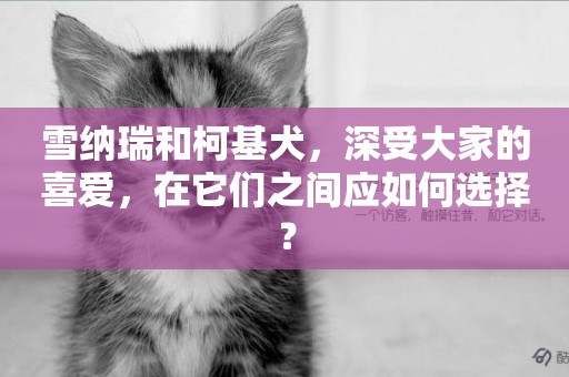 雪納瑞和柯基犬，深受大家的喜愛，在它們之間應如何選擇？