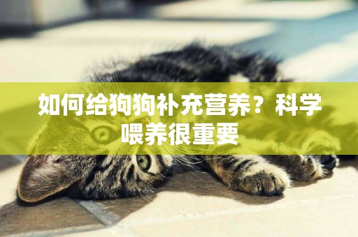 如何給狗狗補充營養？科學喂養很重要