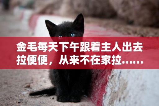 金毛每天下午跟著主人出去拉便便，從來不在家拉……
