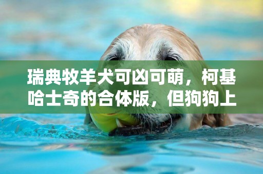 瑞典牧羊犬可兇可萌，柯基哈士奇的合體版，但狗狗上下身反差極大