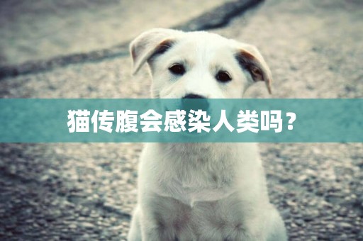 貓傳腹會感染人類嗎？