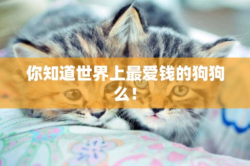 你知道世界上最愛錢的狗狗么！