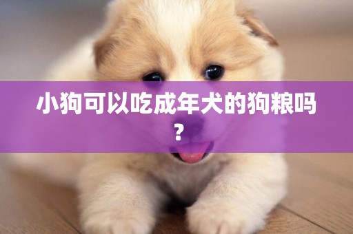 小狗可以吃成年犬的狗糧嗎？