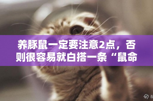 養豚鼠一定要注意2點，否則很容易就白搭一條“鼠命”