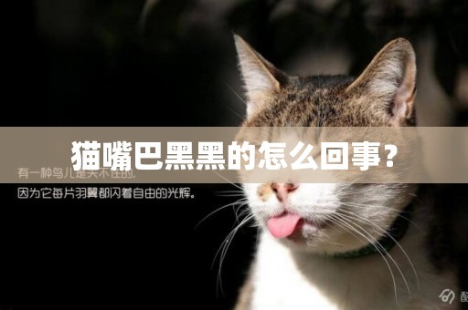 貓嘴巴黑黑的怎么回事？