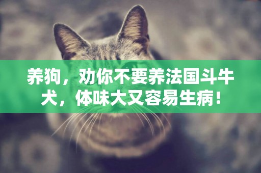 養狗，勸你不要養法國斗牛犬，體味大又容易生病！