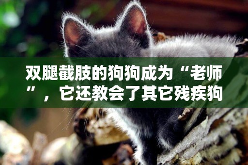 雙腿截肢的狗狗成為“老師”，它還教會了其它殘疾狗走路，好勵志