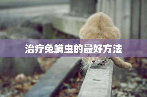 治療兔螨蟲的最好方法