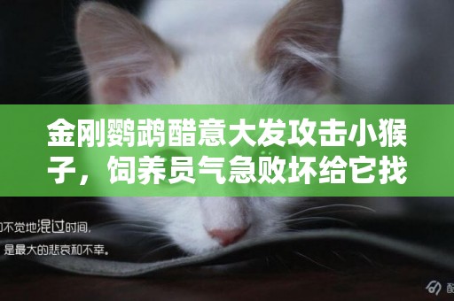 金剛鸚鵡醋意大發攻擊小猴子，飼養員氣急敗壞給它找了個對象！