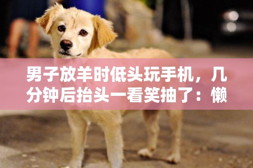 男子放羊時低頭玩手機，幾分鐘后抬頭一看笑抽了：懶成這樣了？