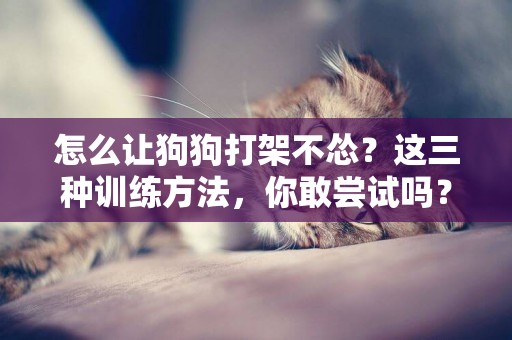 怎么讓狗狗打架不慫？這三種訓練方法，你敢嘗試嗎？