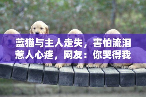 藍貓與主人走失，害怕流淚惹人心疼，網友：你哭得我心都碎了