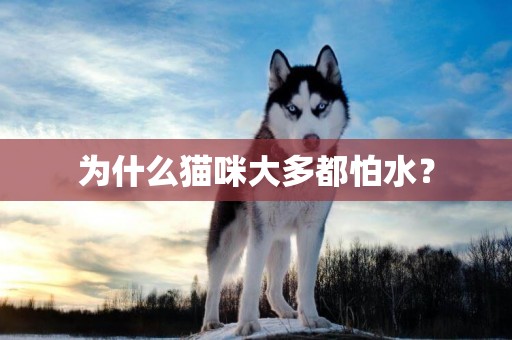 為什么貓咪大多都怕水？