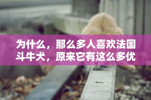 為什么，那么多人喜歡法國斗牛犬，原來它有這么多優點？