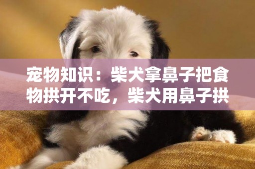寵物知識：柴犬拿鼻子把食物拱開不吃，柴犬用鼻子拱食物不吃
