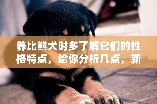 養比熊犬時多了解它們的性格特點，給你分析幾點，新手家長要注意