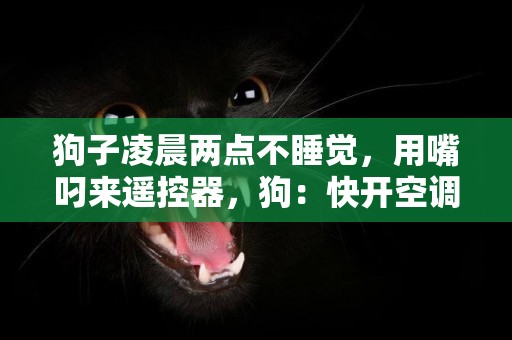 狗子凌晨兩點不睡覺，用嘴叼來遙控器，狗：快開空調涼快會兒……