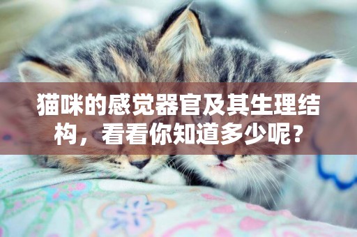 貓咪的感覺器官及其生理結構，看看你知道多少呢？