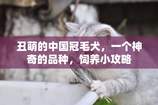 丑萌的中國冠毛犬，一個神奇的品種，飼養小攻略