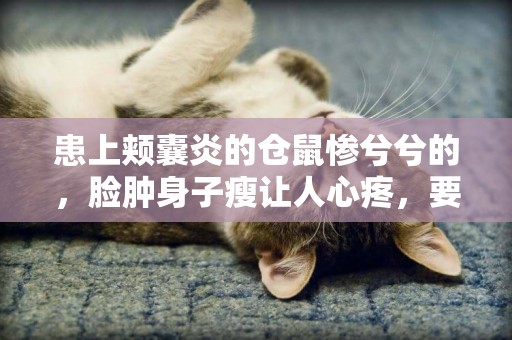 患上頰囊炎的倉鼠慘兮兮的，臉腫身子瘦讓人心疼，要怎么辦呀？