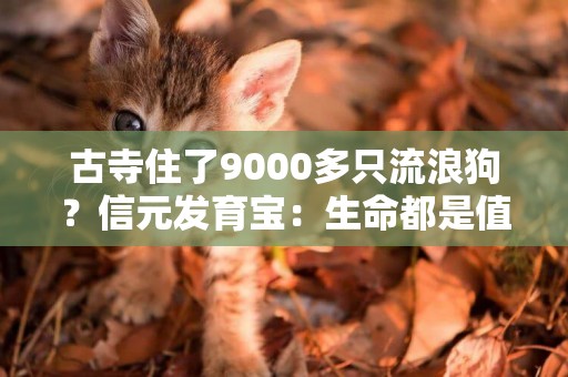 古寺住了9000多只流浪狗？信元發育寶：生命都是值得被尊重的