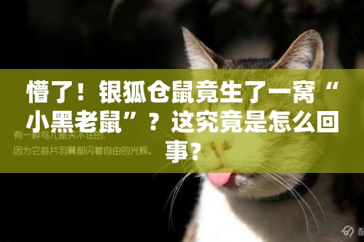 懵了！銀狐倉鼠竟生了一窩“小黑老鼠”？這究竟是怎么回事？