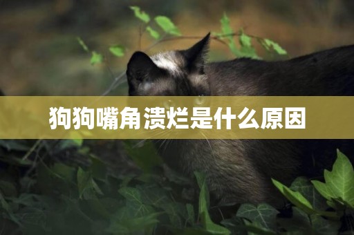 狗狗嘴角潰爛是什么原因